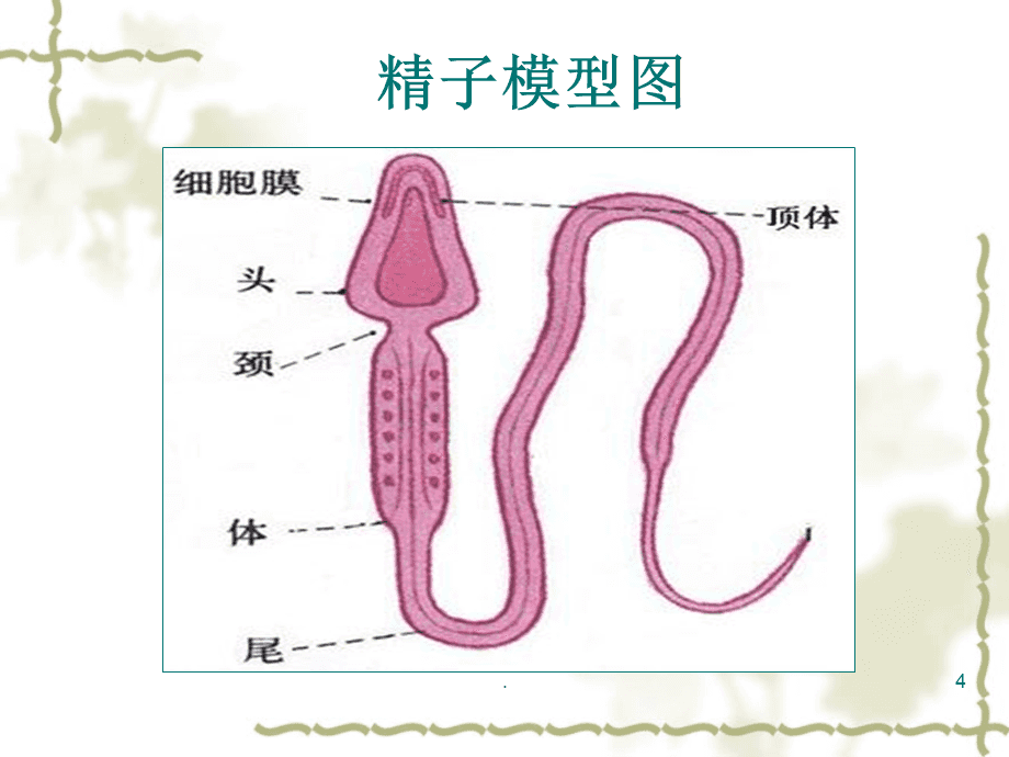 妇产科妊娠生理